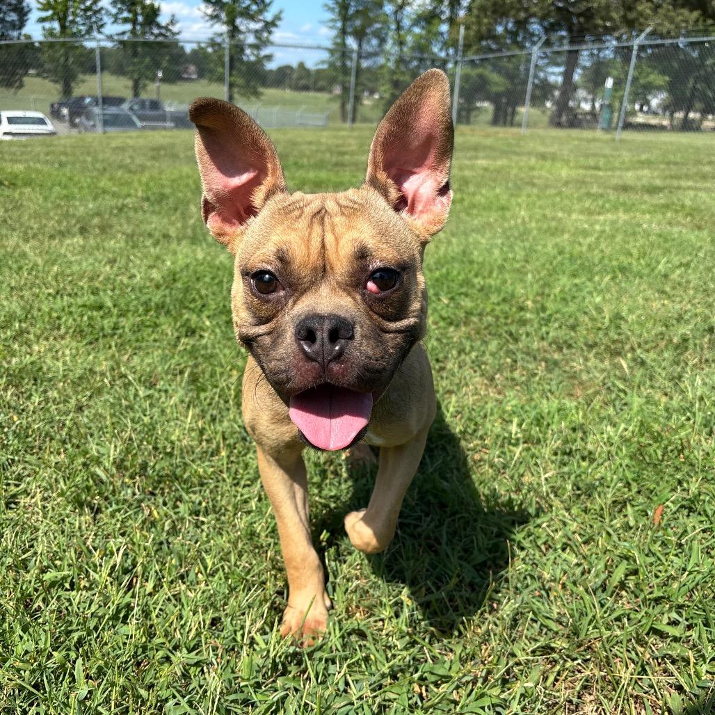 Caramel, Adoptable, Adult Female French Bulldog & Mixed Breed.