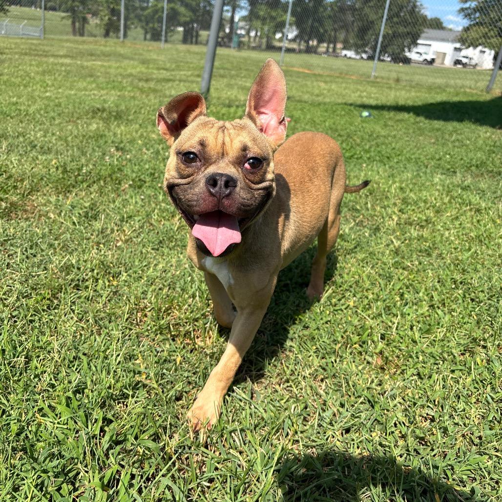 Caramel, a Adoptable mixed breed in Roxboro, NC image 3/6