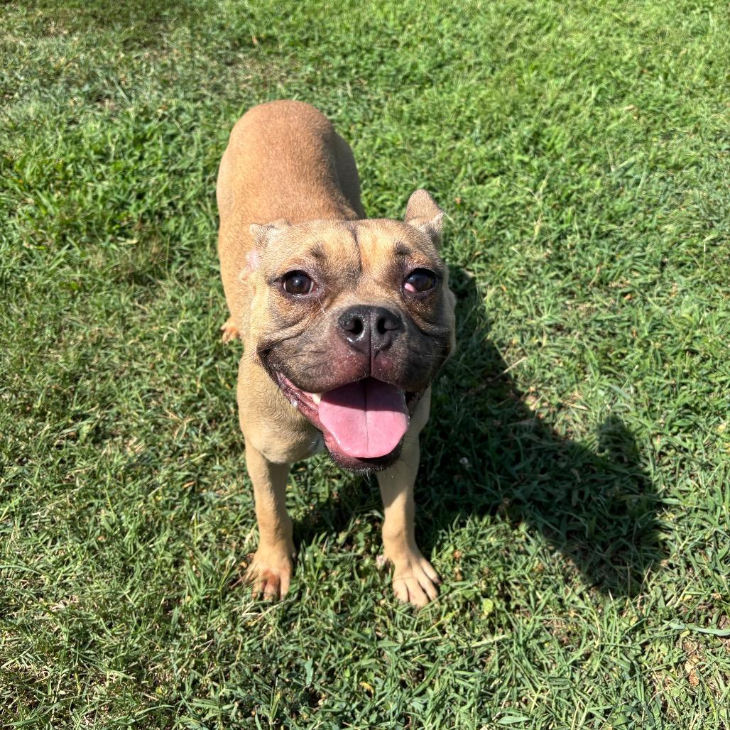 Caramel, a Adoptable mixed breed in Roxboro, NC image 5/6