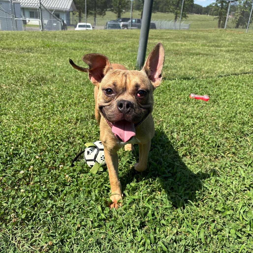 Caramel, a Adoptable mixed breed in Roxboro, NC image 6/6