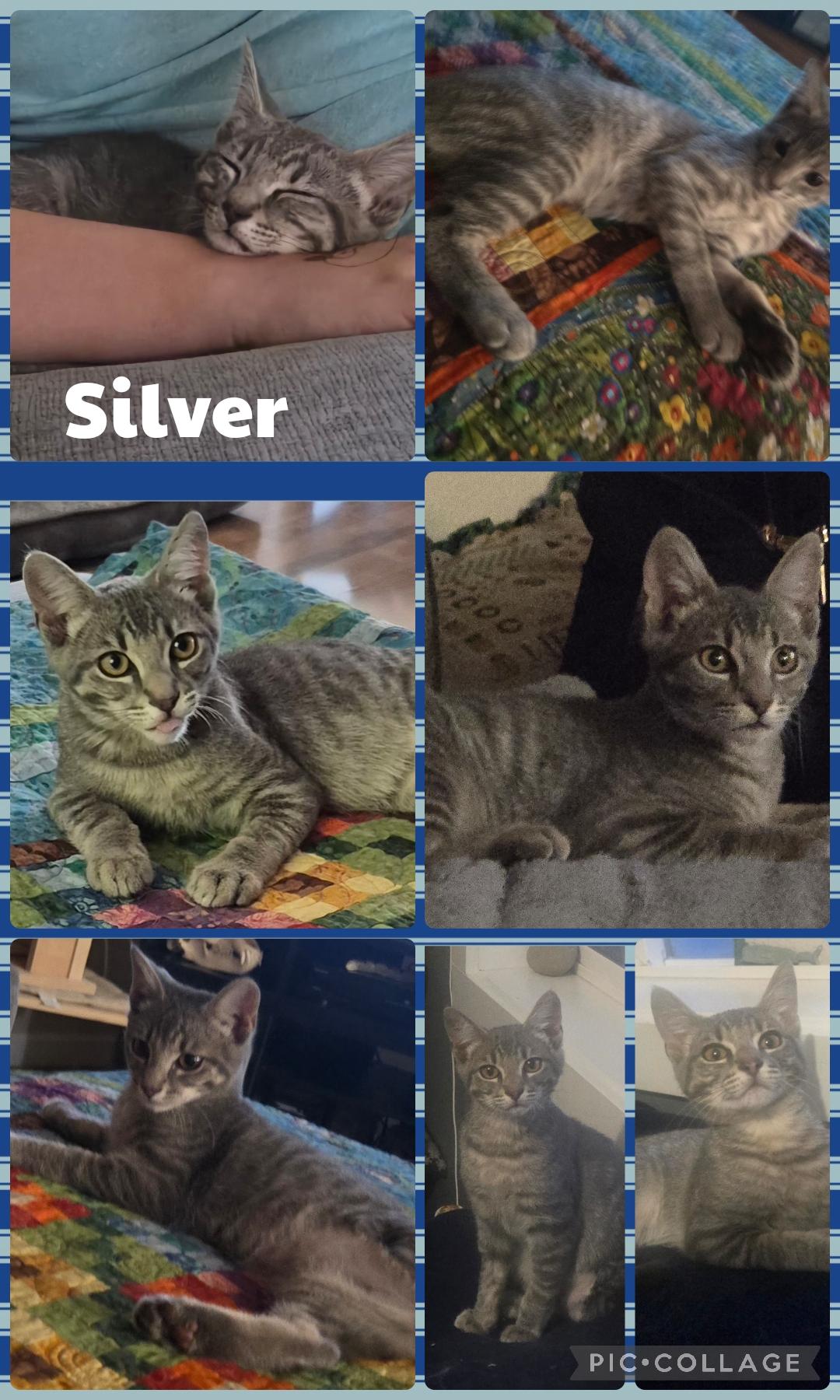 Silver, Adoptable, Kitten Male Domestic Short Hair.