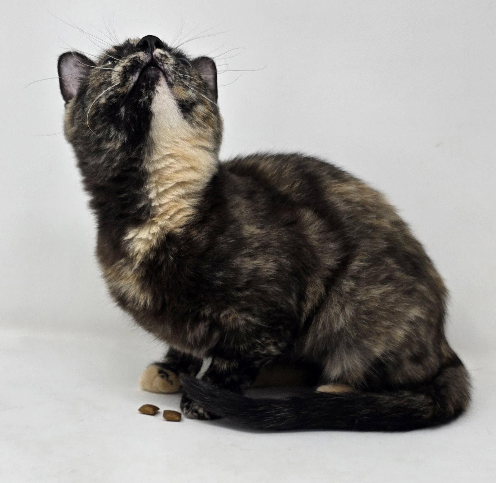 Jolene, a Adoptable Tortoiseshell in Crompond, NY image 1/3
