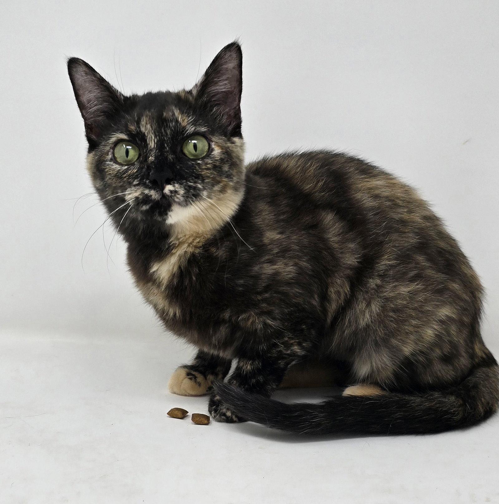 Jolene, a Adoptable Tortoiseshell in Crompond, NY image 2/3