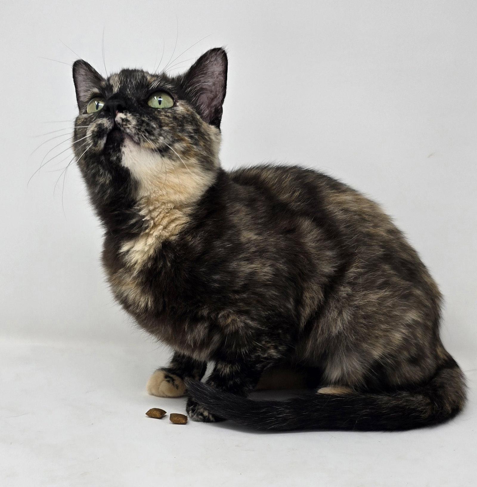 Jolene, a Adoptable Tortoiseshell in Crompond, NY image 3/3