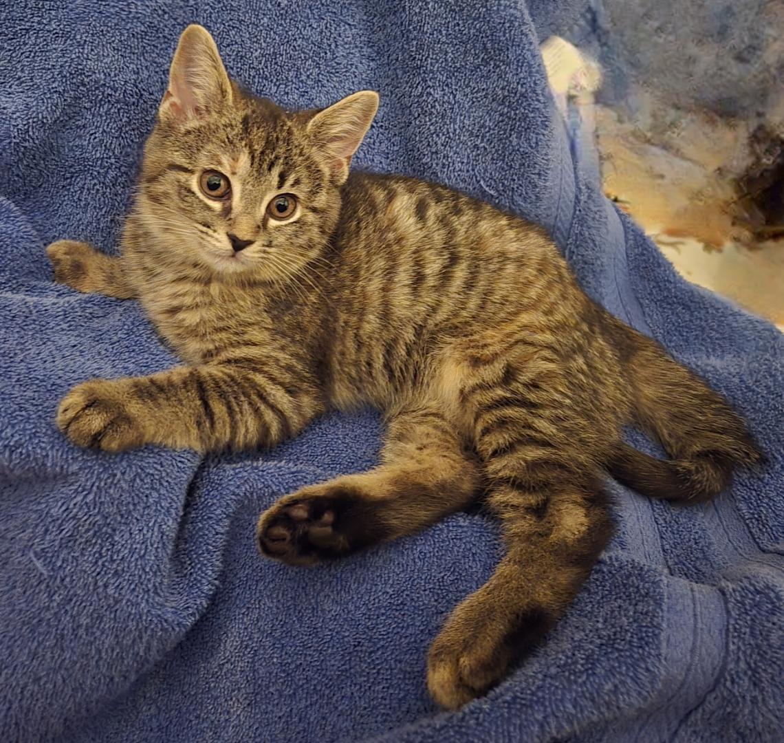 Ducati - In Foster, adoptable, Kitten Female Domestic Short Hair.
