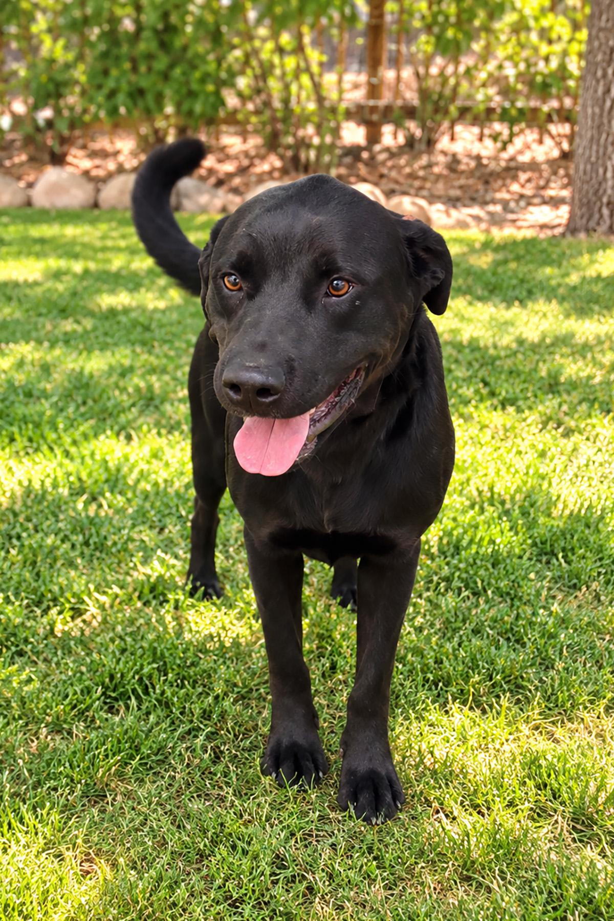 Enlarge Mikey, a Adoptable mixed breed in Albuquerque, NM image 2/4