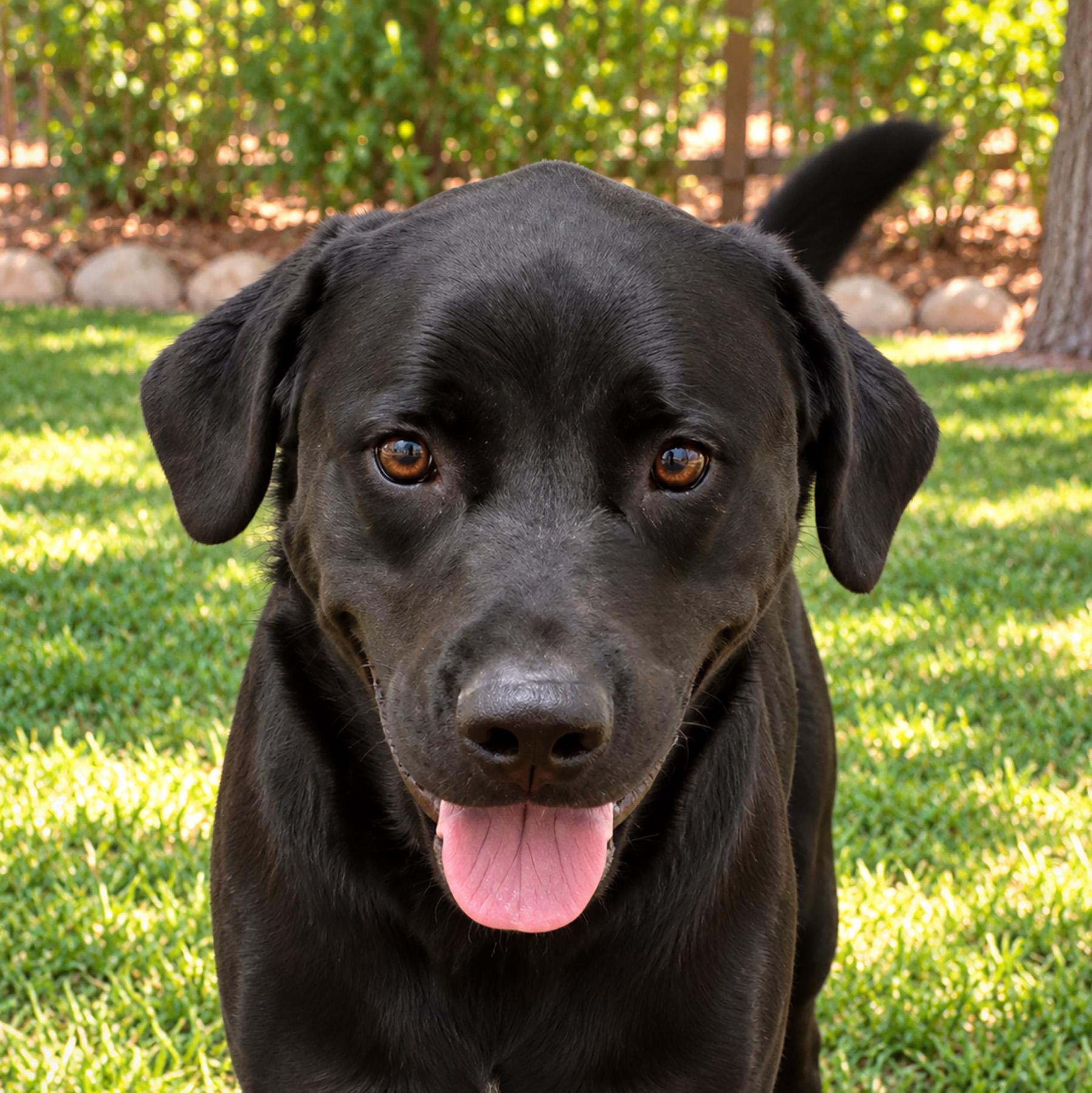 Enlarge Mikey, a Adoptable mixed breed in Albuquerque, NM image 3/4
