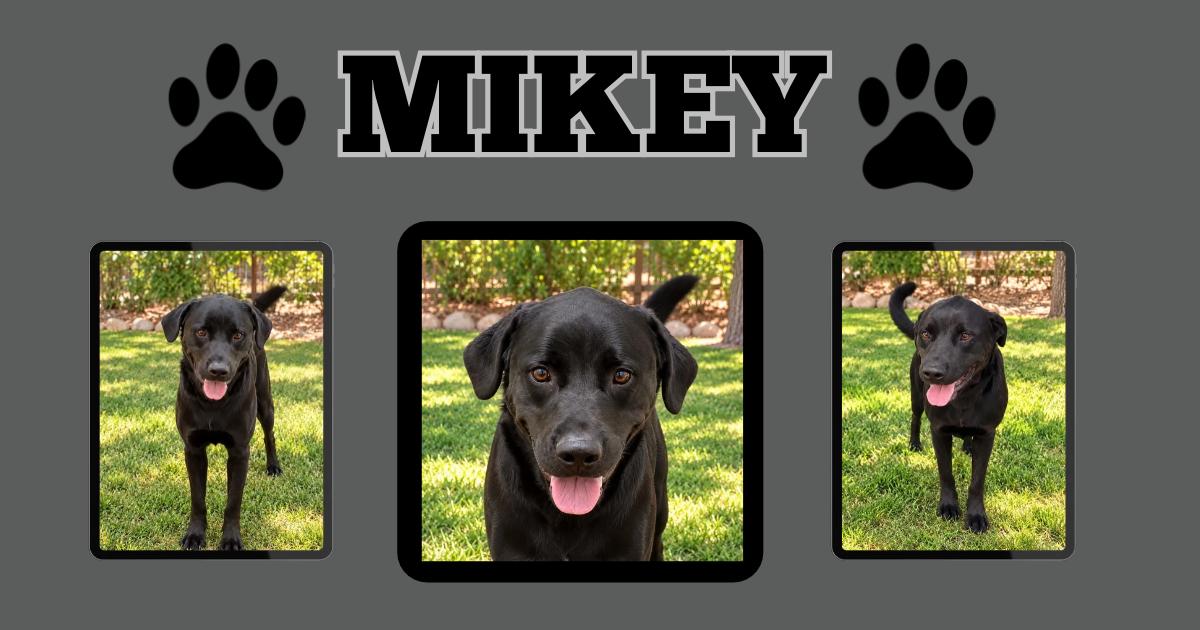 Enlarge Mikey, a Adoptable mixed breed in Albuquerque, NM image 4/4