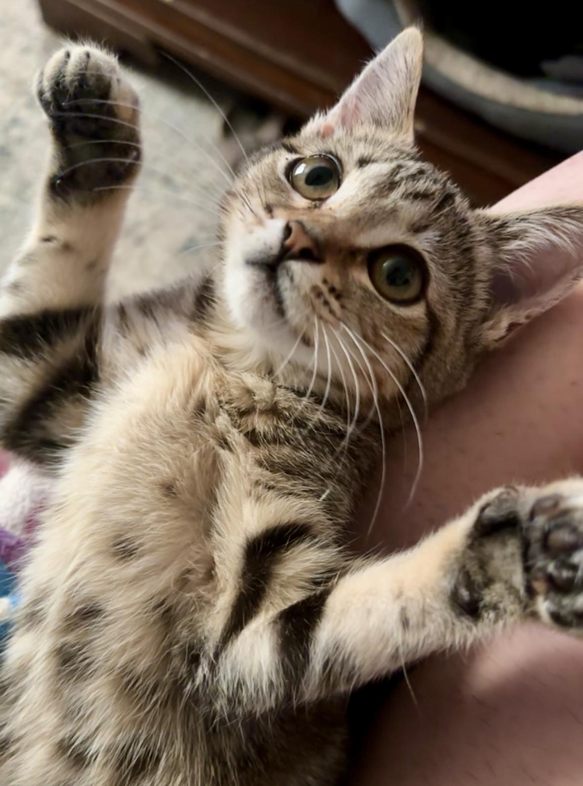 Moira Rose, a Adoptable Domestic Short Hair in Wildomar, CA image 1/5