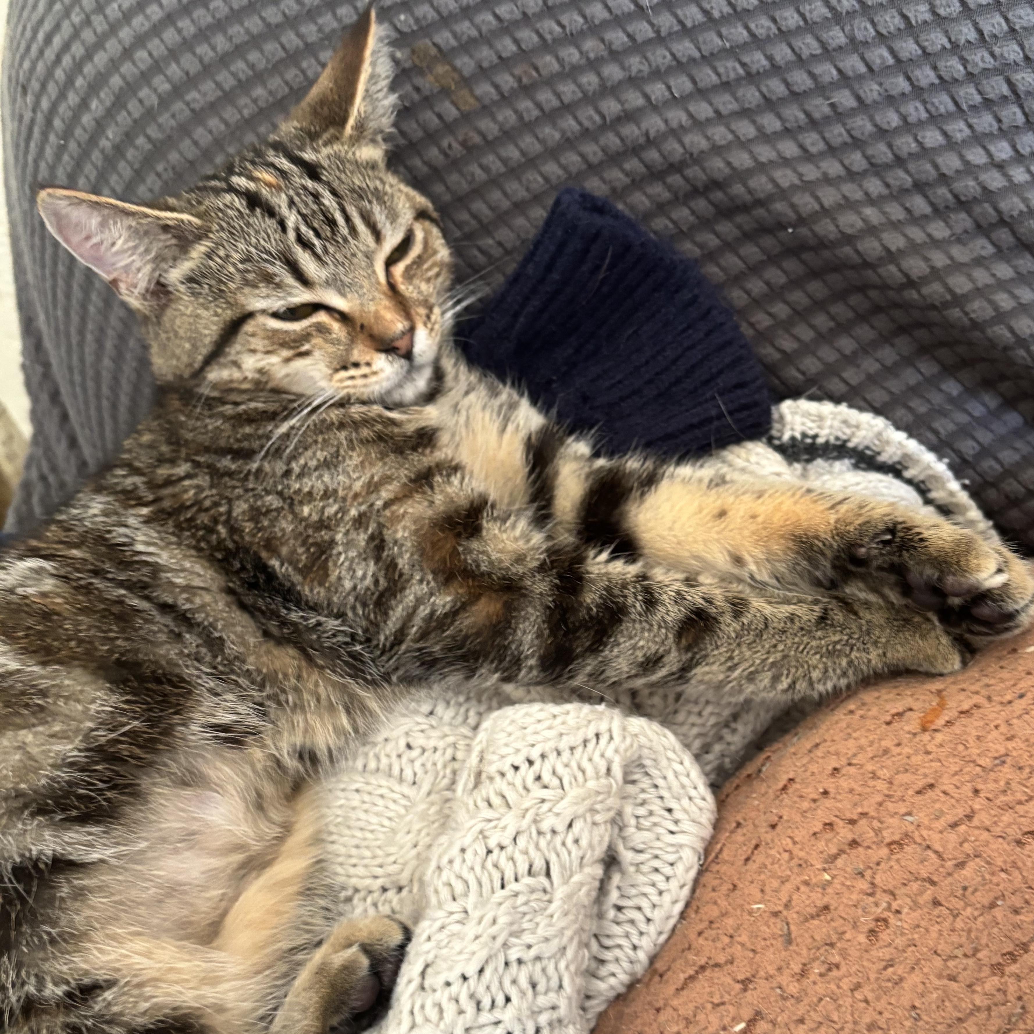 Enlarge Moira Rose, an adopted Domestic Short Hair in Wildomar, CA image 1/5