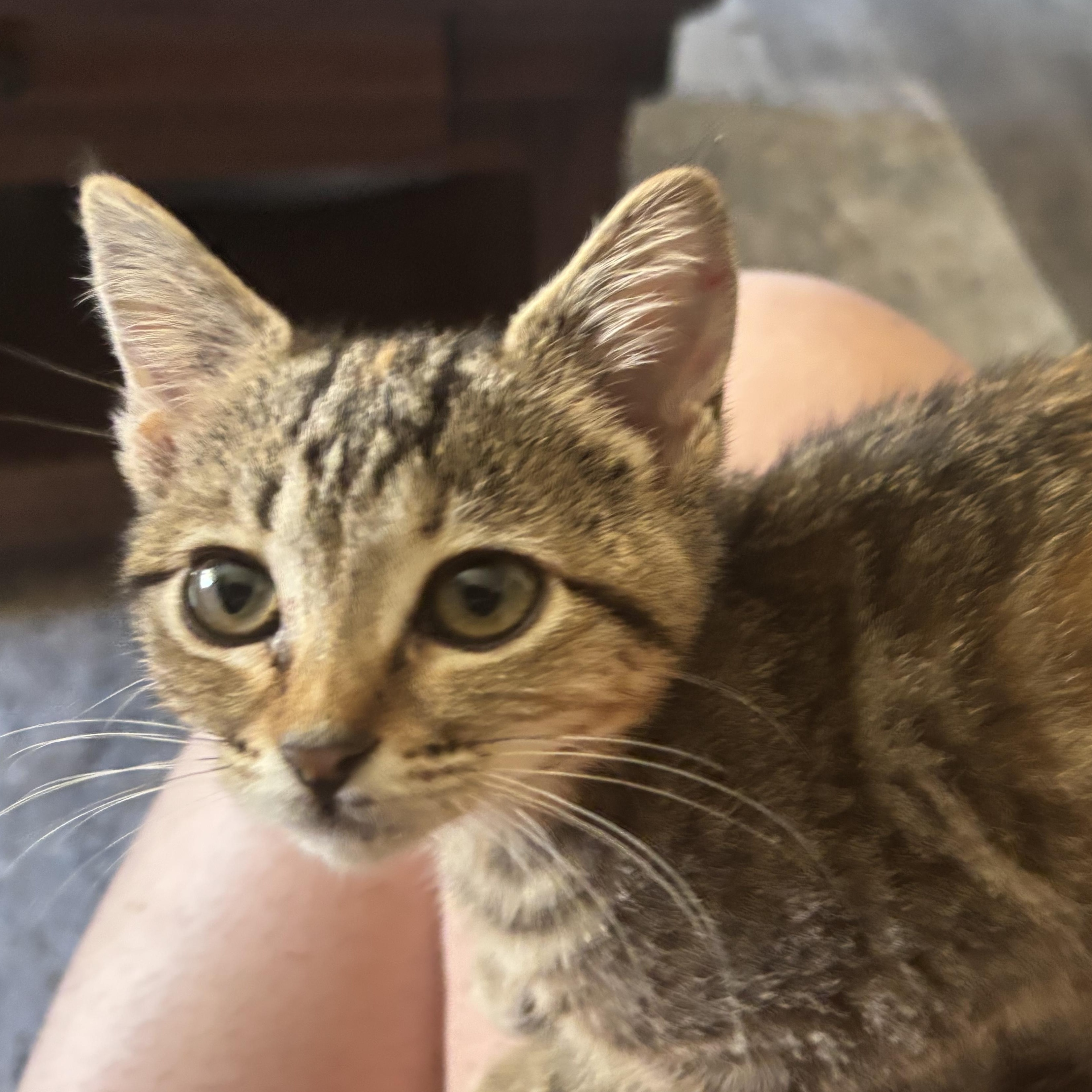 Moira Rose, a Adoptable Domestic Short Hair in Wildomar, CA image 3/5