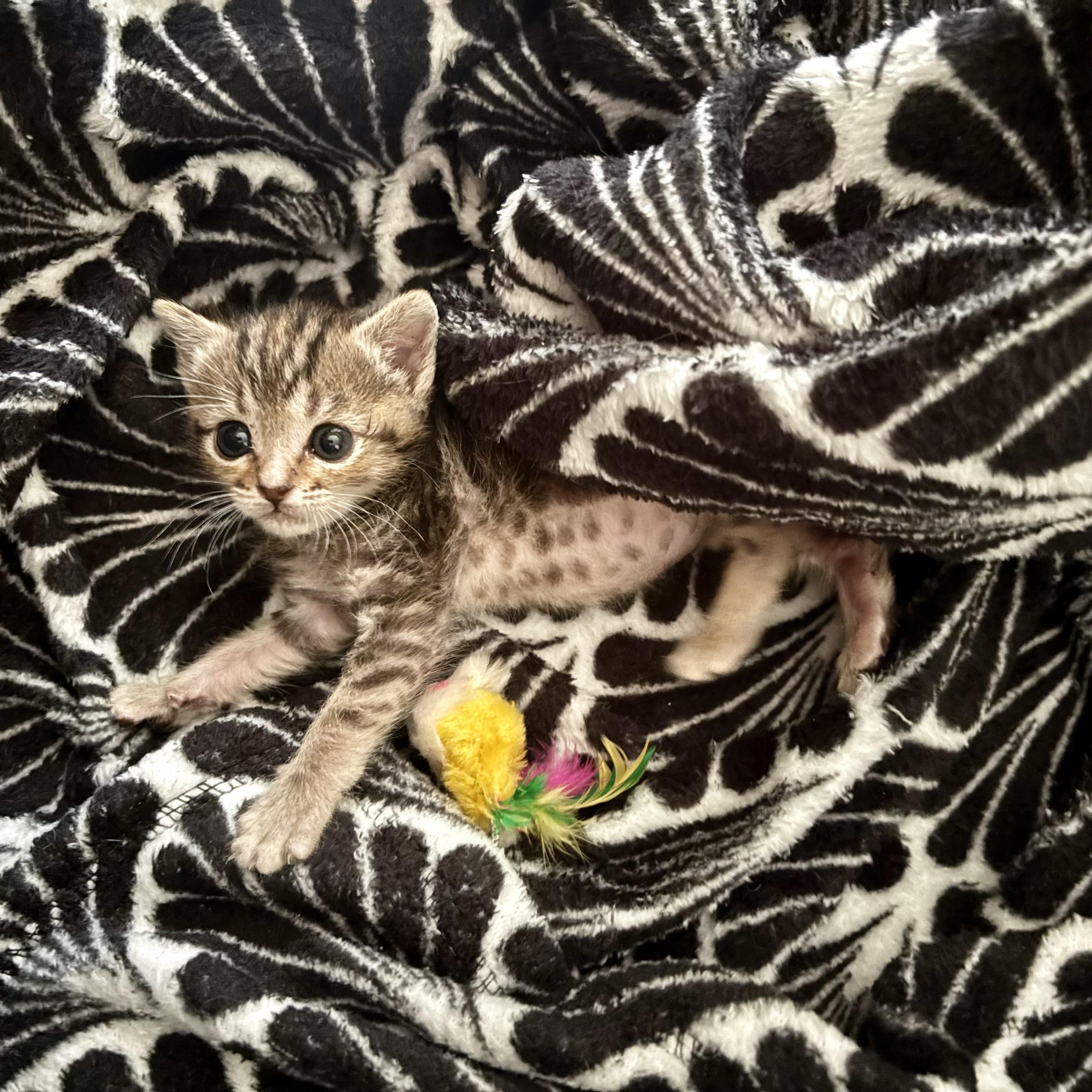 Moira Rose, a Adoptable Domestic Short Hair in Wildomar, CA image 2/5