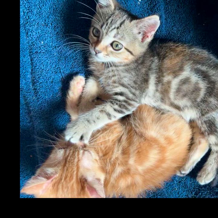 Enlarge Moira Rose, a Adoptable Domestic Short Hair in Wildomar, CA video 5/5