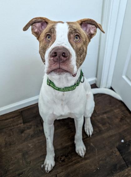 Ghost, Adoptable, Adult Male Mixed Breed & Mixed Breed.