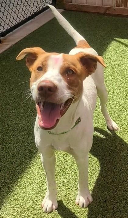 Enlarge Ghost, a Adoptable mixed breed in Eugene, OR image 2/3