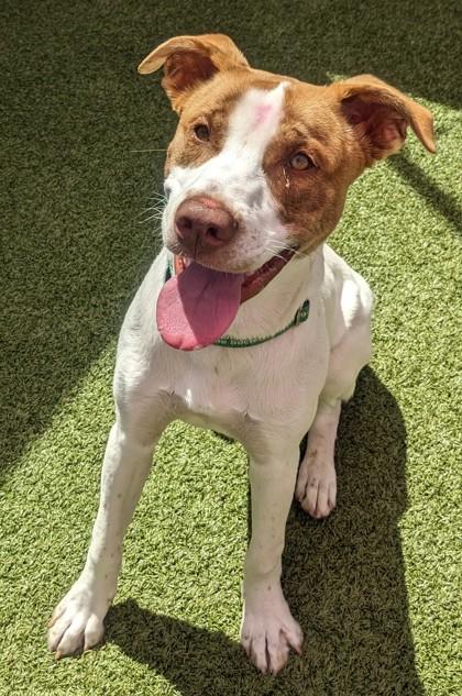 Enlarge Ghost, a Adoptable mixed breed in Eugene, OR image 3/3