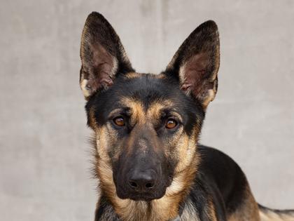 Enlarge ButterBean, a Adoptable mixed breed in Longmont, CO image 1/3