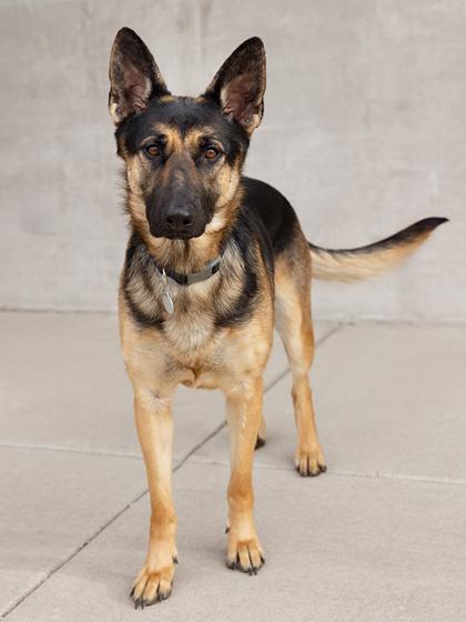 Enlarge ButterBean, a Adoptable mixed breed in Longmont, CO image 2/3