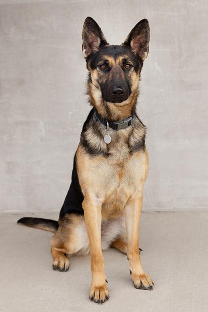Enlarge ButterBean, a Adoptable mixed breed in Longmont, CO image 3/3