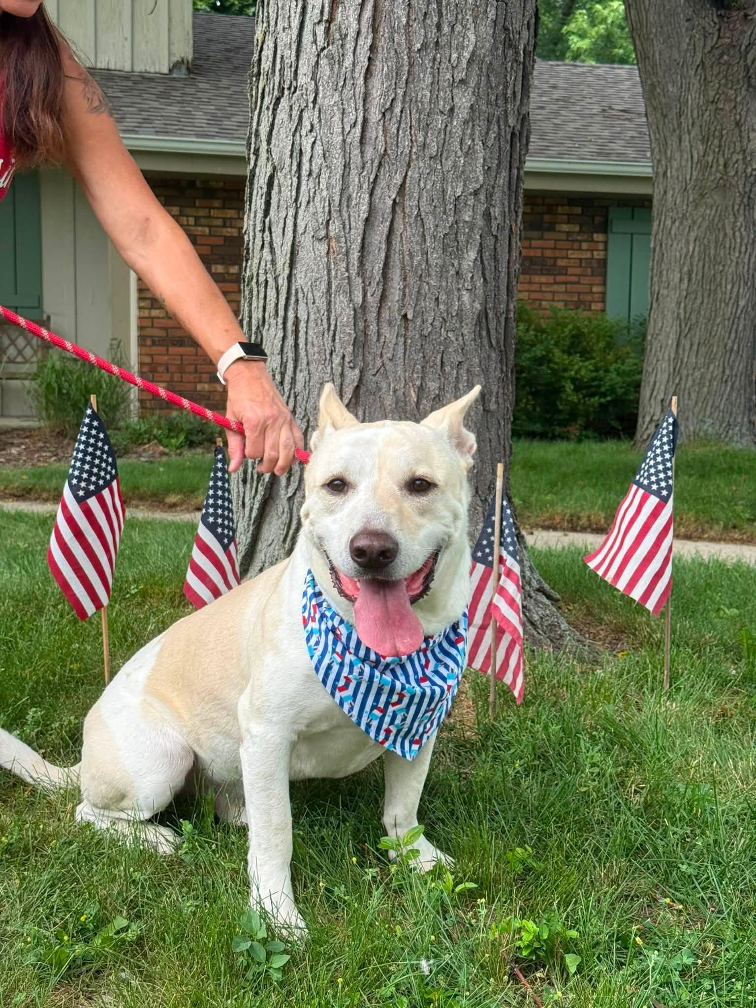 Bolt the Stunning Mixed Breed, a Adoptable mixed breed in Muskego, WI image 2/6