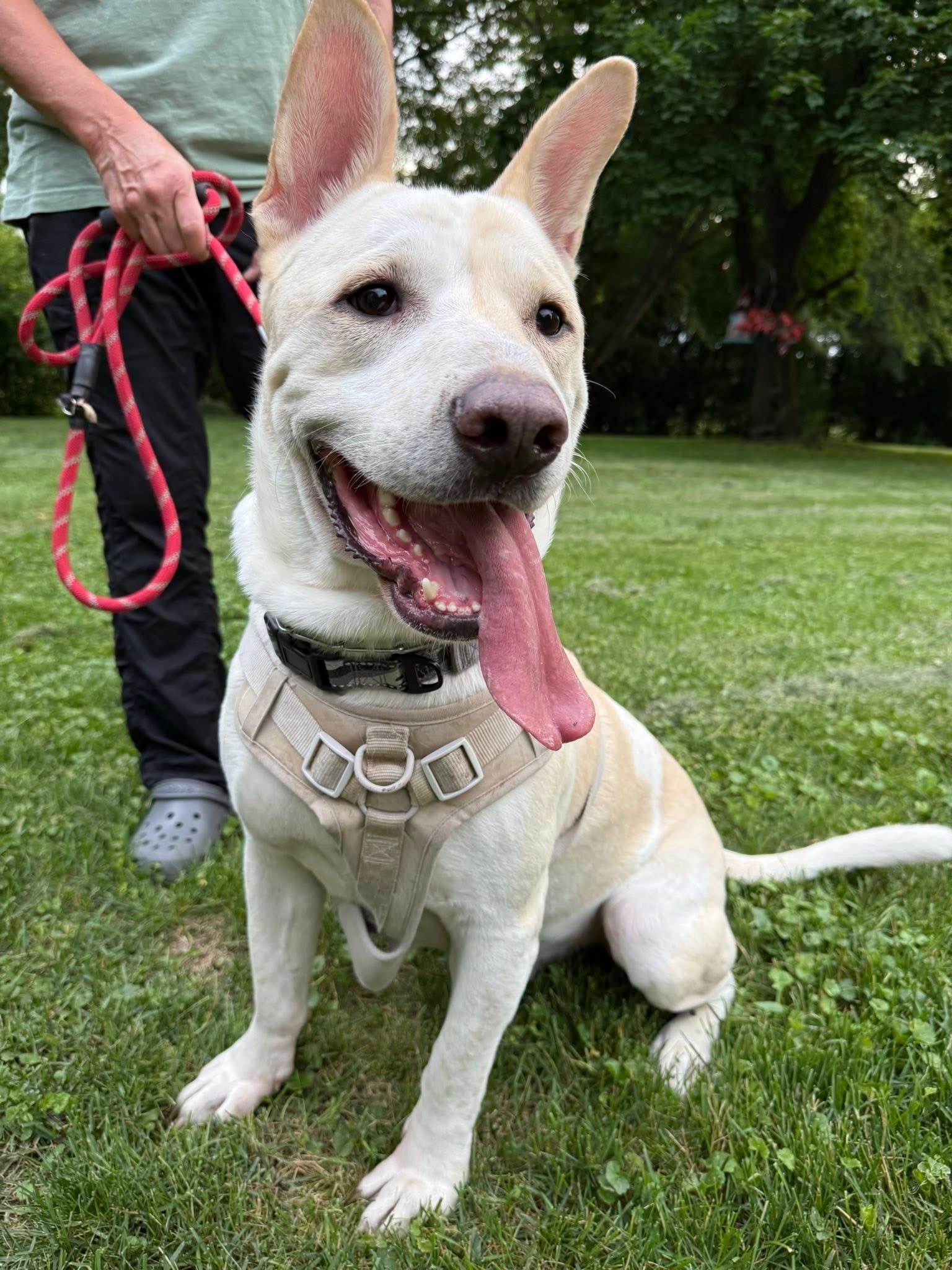Bolt the Stunning Mixed Breed, a Adoptable mixed breed in Muskego, WI image 4/6