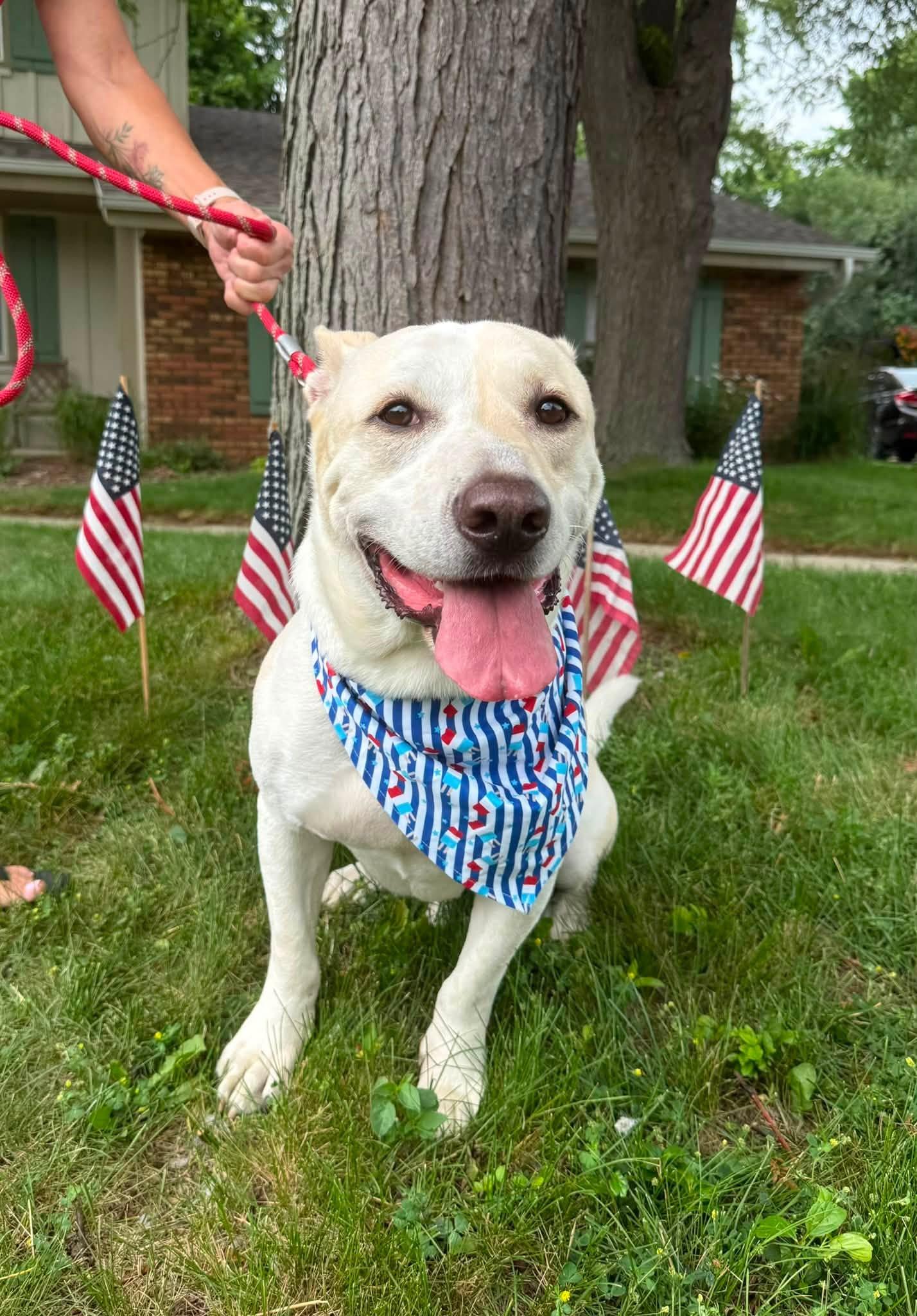 Bolt the Stunning Mixed Breed, a Adoptable mixed breed in Muskego, WI image 6/6