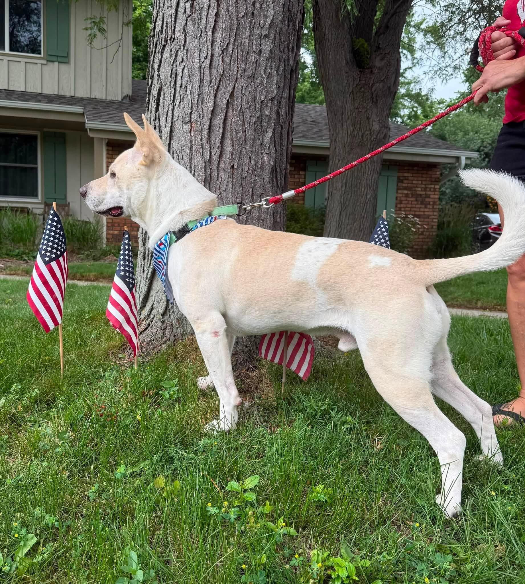 Bolt the Stunning Mixed Breed, a Adoptable mixed breed in Muskego, WI image 5/6