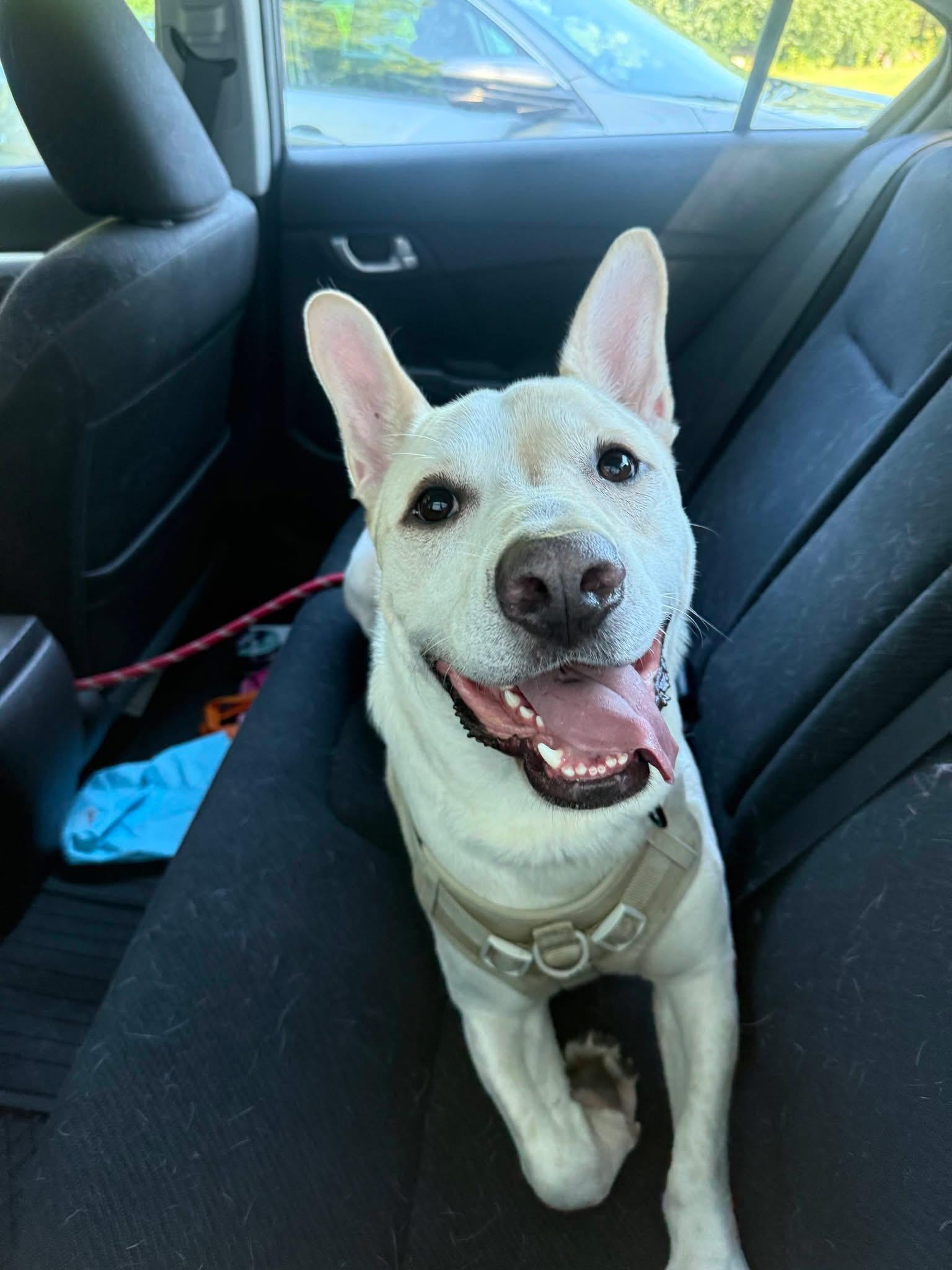 Bolt the Stunning Mixed Breed, a Adoptable mixed breed in Muskego, WI image 3/6
