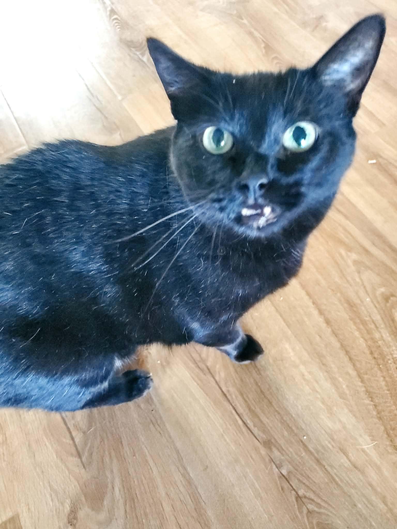 Enlarge Mama, a Adoptable Bombay in Manhattan, KS image 2/4