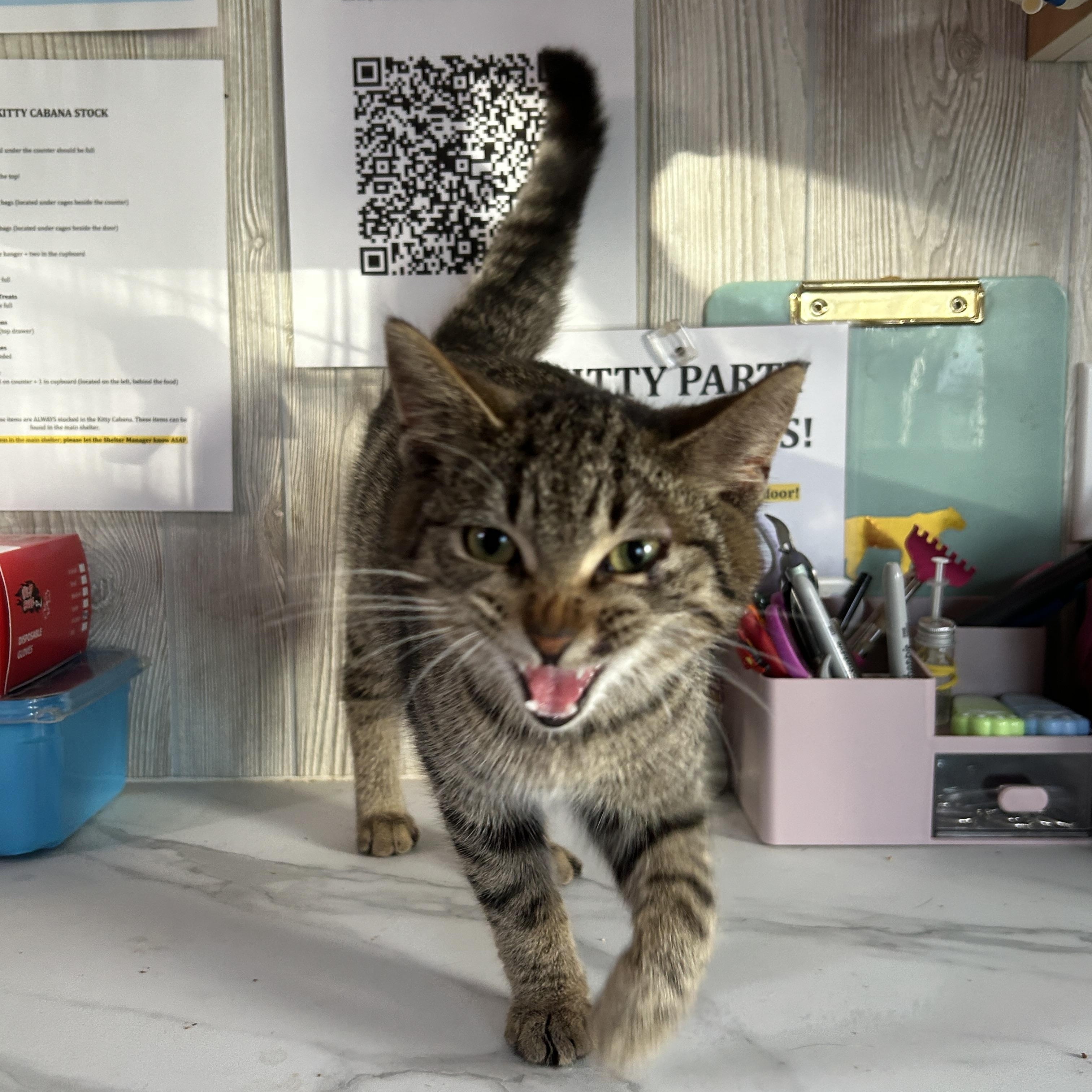 Enlarge HERSBERRY, a ADOPTABLE Domestic Short Hair in Tillsonburg, ON image 1/4