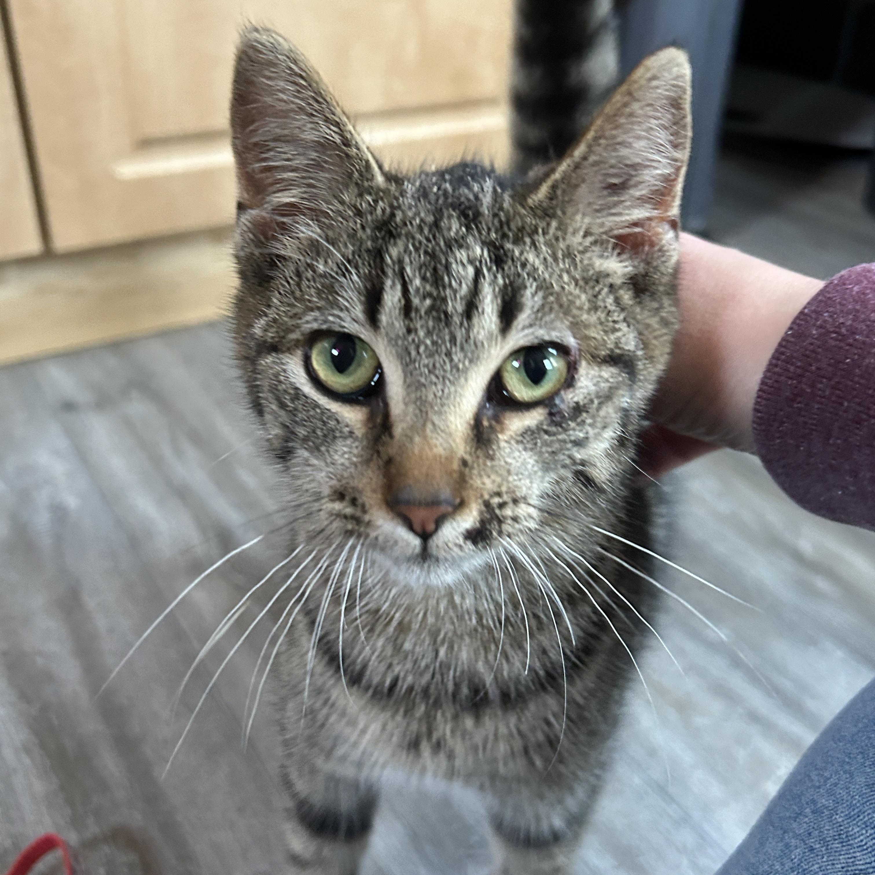 Enlarge HERSBERRY, a ADOPTABLE Domestic Short Hair in Tillsonburg, ON image 2/4