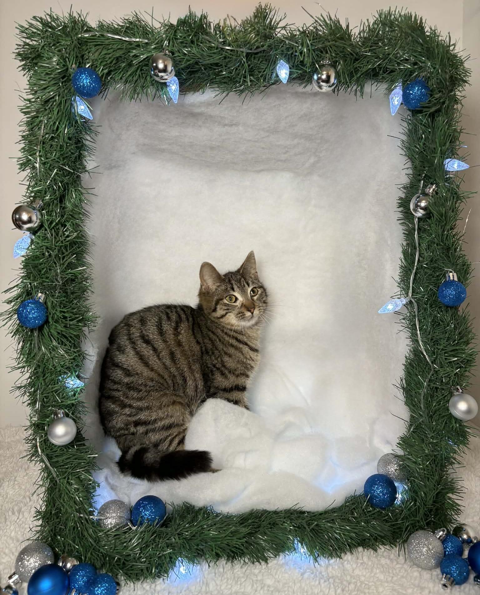 Enlarge HERSBERRY, an adopted Domestic Short Hair in Tillsonburg, ON image 6/6