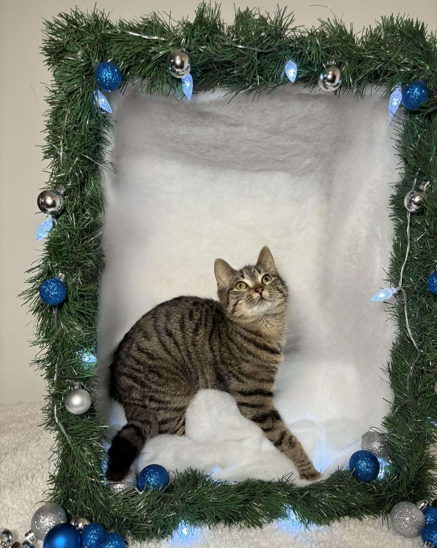 Enlarge HERSBERRY, an adopted Domestic Short Hair in Tillsonburg, ON image 1/6