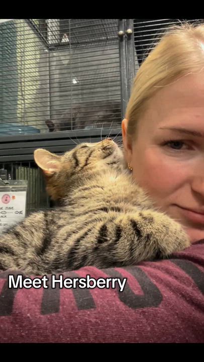 Enlarge HERSBERRY, a ADOPTABLE Domestic Short Hair in Tillsonburg, ON video 4/4