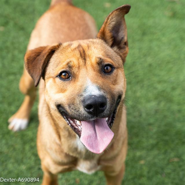 DEXTER, Adoptable, Young Male Pit Bull Terrier & Mixed Breed.