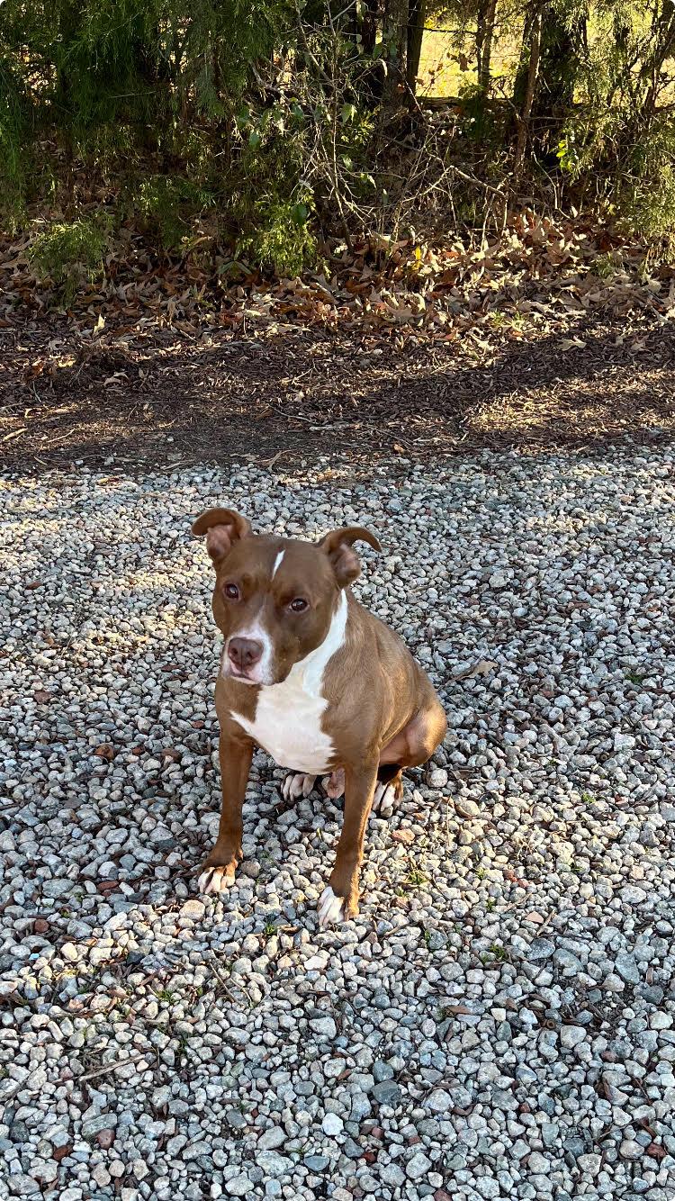 Radar-Courtesy Listing, a ADOPTABLE mixed breed in Carthage, NC image 3/3