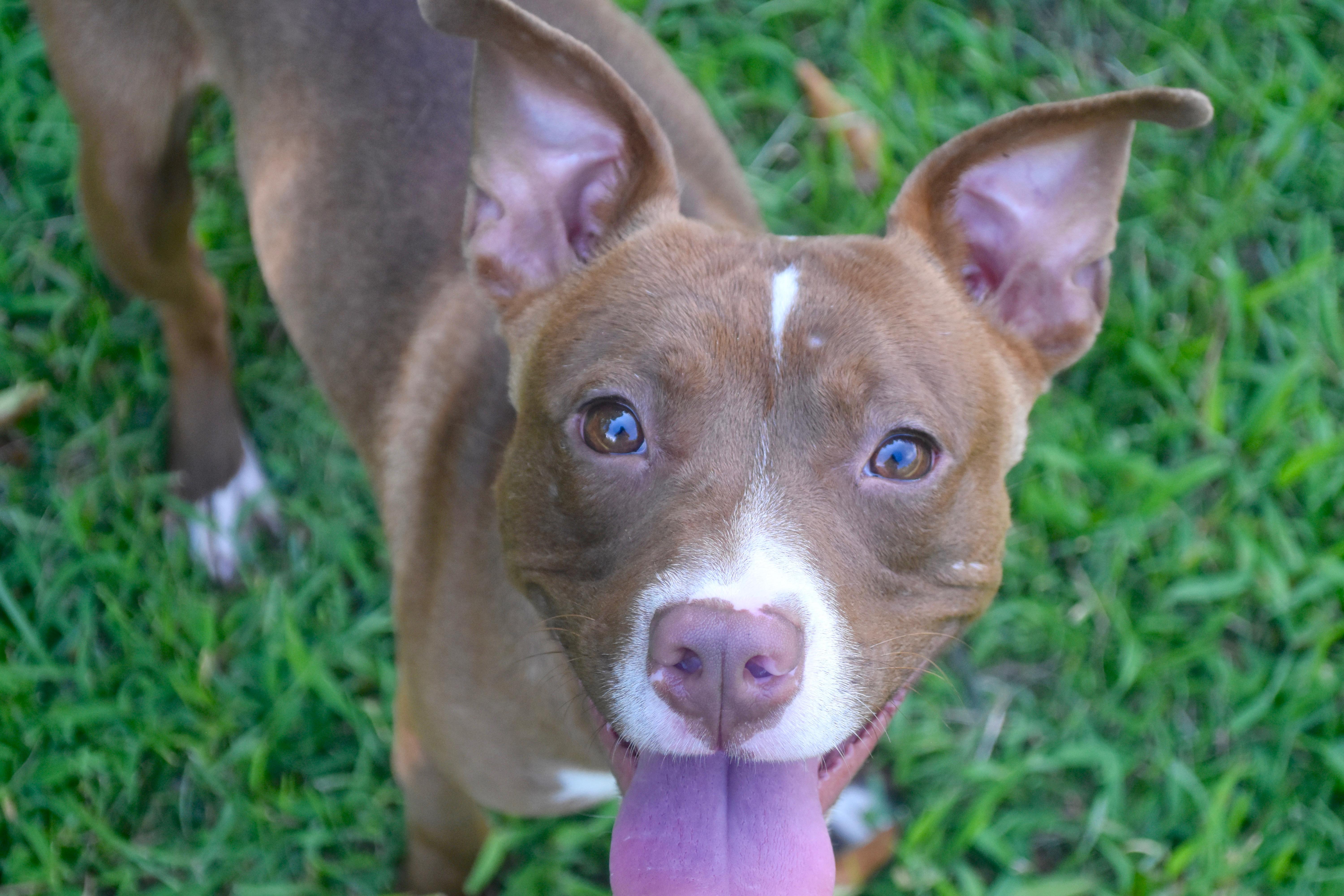 Radar-Courtesy Listing, a ADOPTABLE mixed breed in Carthage, NC image 2/3