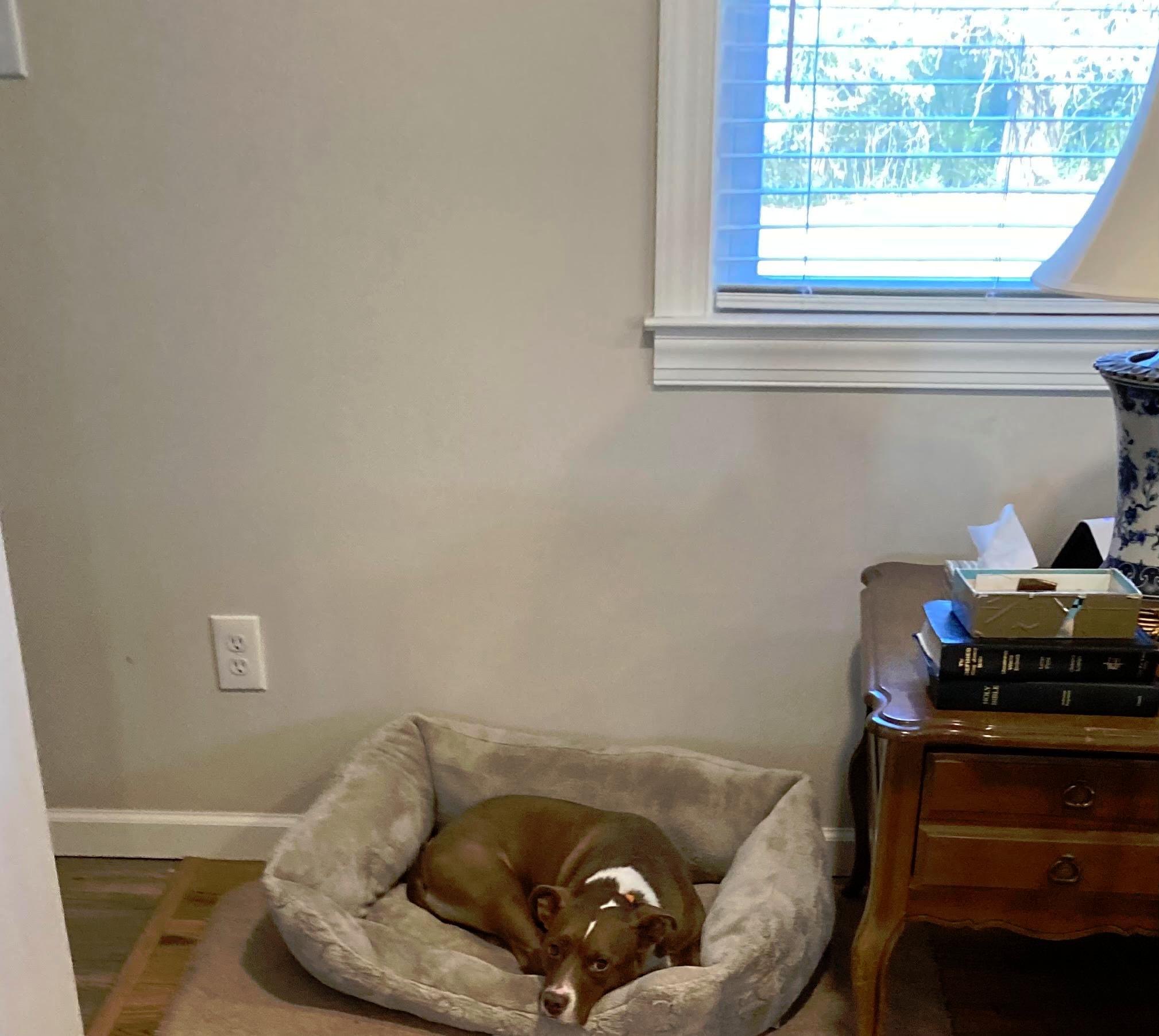 Radar-Courtesy Listing, ADOPTABLE, Adult Male Staffordshire Bull Terrier.