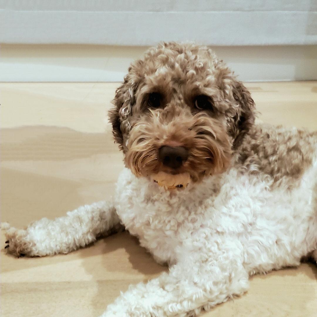 Lee the Doodle (Courtesy Listing), a ADOPTABLE Labradoodle in Jackson, WY image 1/2