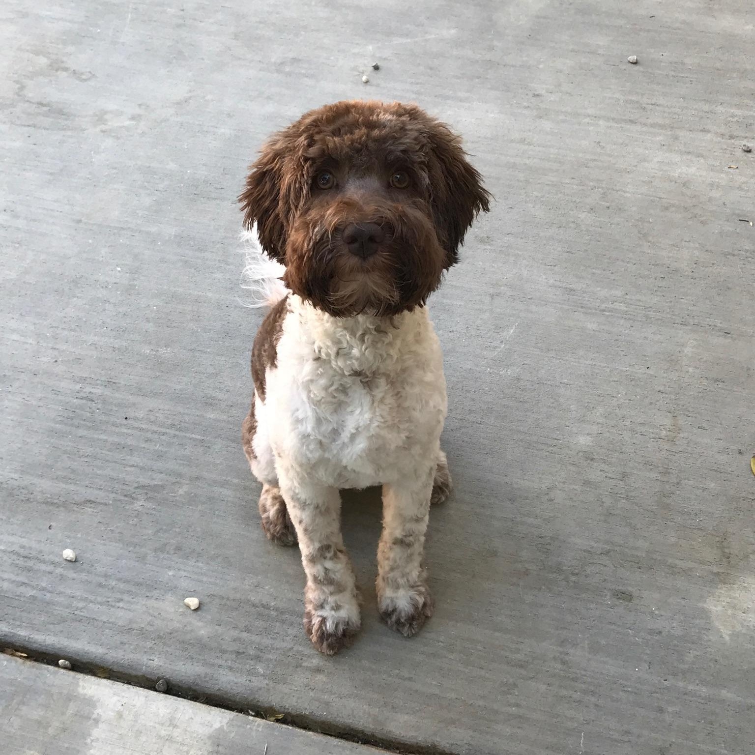 Lee the Doodle (Courtesy Listing), ADOPTABLE, Adult Male Labradoodle.