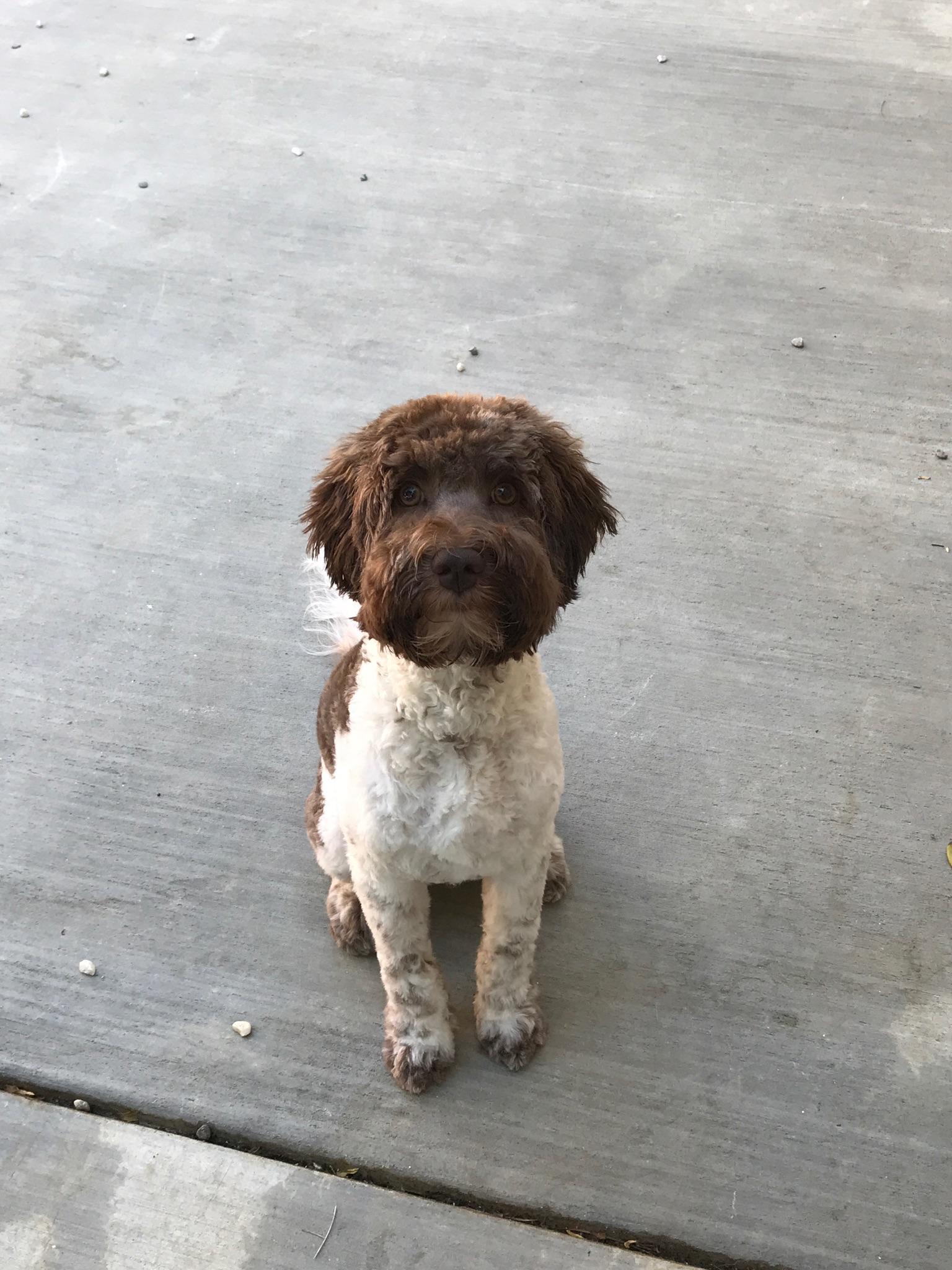 Lee the Doodle (Courtesy Listing), a ADOPTABLE Labradoodle in Jackson, WY image 2/2
