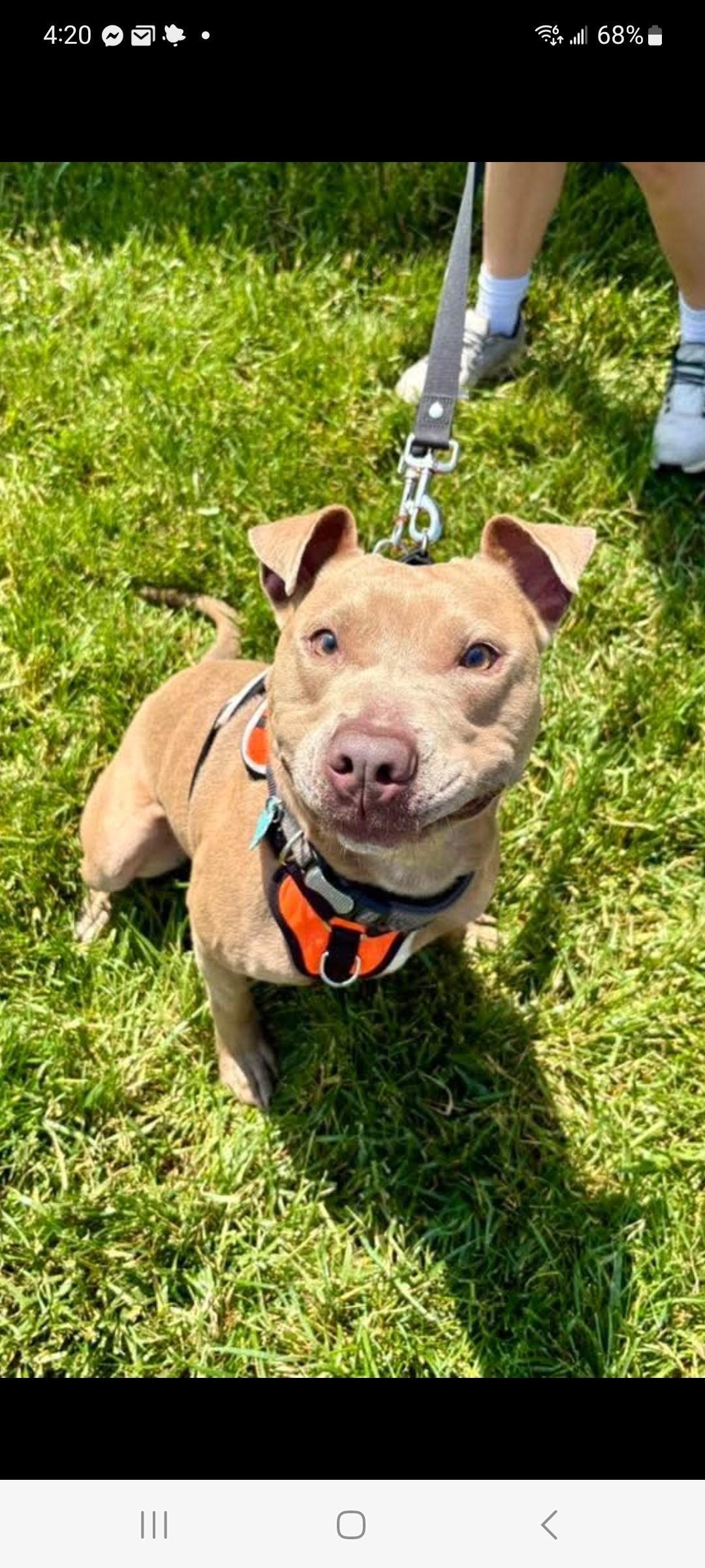 Kuga, Adoptable, Adult Male Pit Bull Terrier.