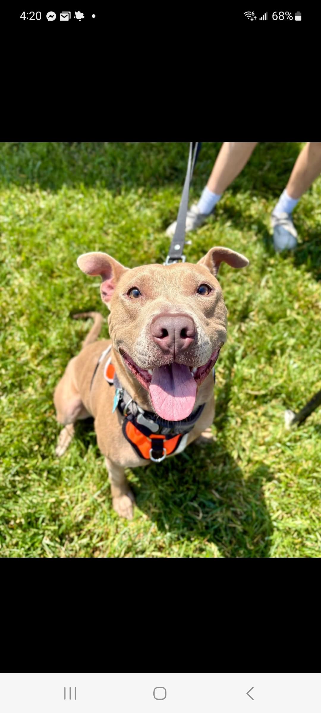 Kuga, a Adoptable mixed breed in Lewis Center, OH image 3/6