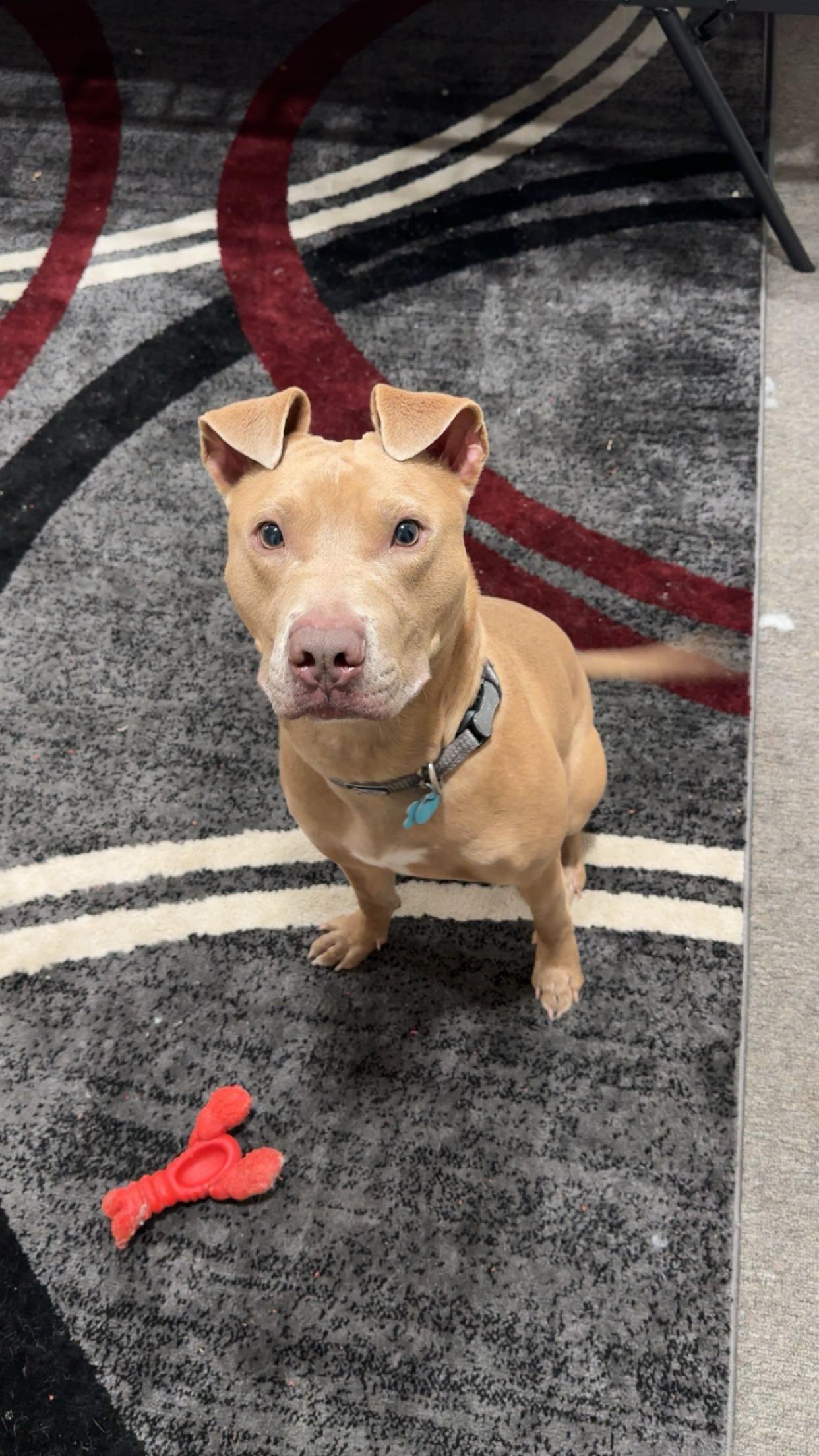 Kuga, a Adoptable mixed breed in Lewis Center, OH image 4/6