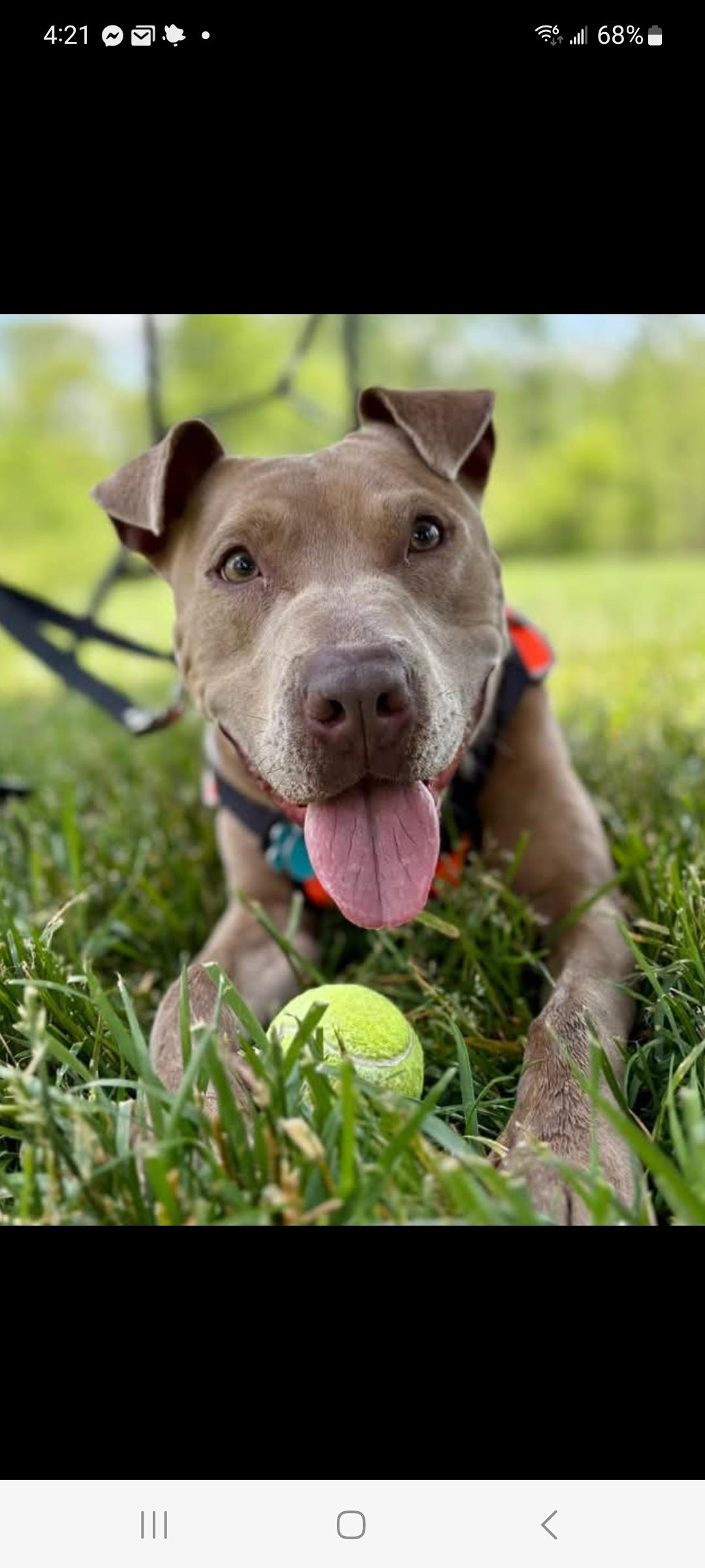 Kuga, a Adoptable mixed breed in Lewis Center, OH image 5/6