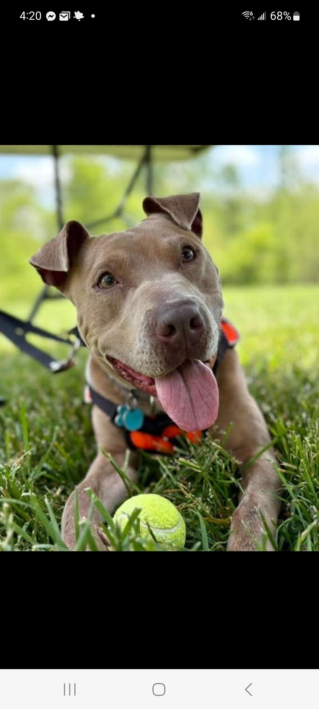 Kuga, a Adoptable mixed breed in Lewis Center, OH image 6/6