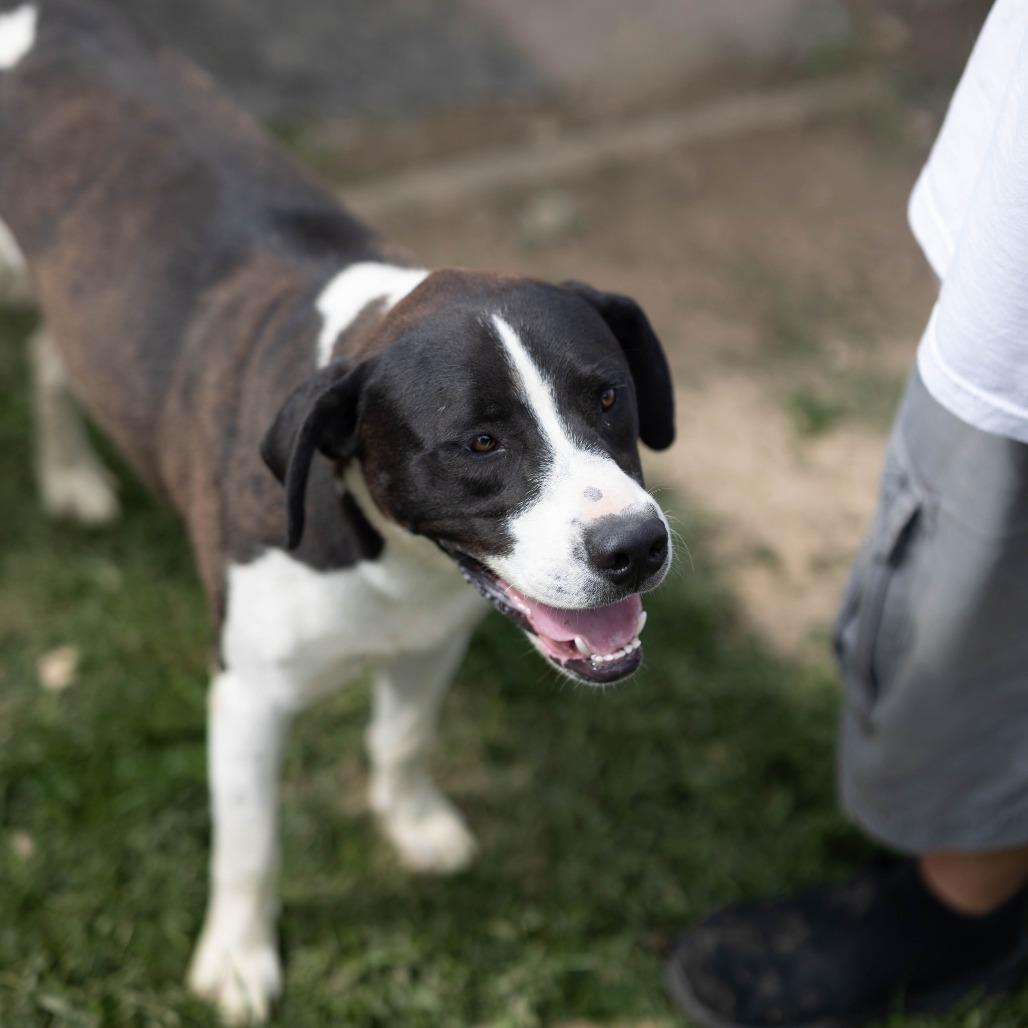 Draco, a Adoptable mixed breed in Talbott, TN image 1/3