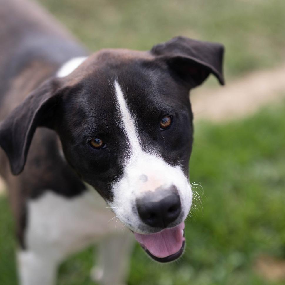 Draco, a Adoptable mixed breed in Talbott, TN image 2/3