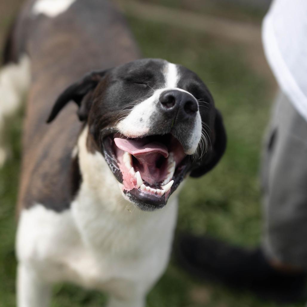 Draco, a Adoptable mixed breed in Talbott, TN image 3/3