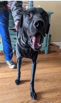 Boba, a Adopted Labrador Retriever in Fairfax, VA image 1/3